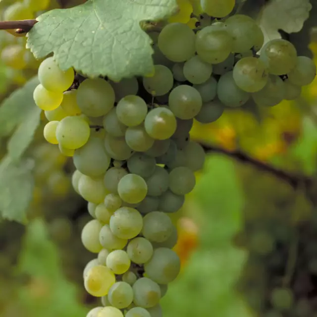 Gutedel auch als Chasselas bekannt