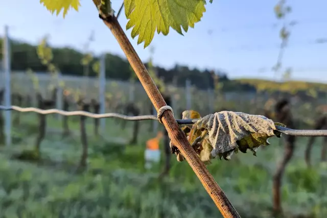 Frostschäden im Weinberg, Weingut Höfler, Franken